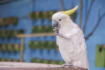 A white macaw on prison