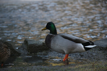 181123-24 Турин Италия Turin Italy