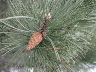 pinecone on a pine branch with long needles. Close-up photo