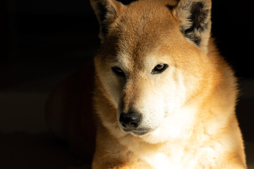 朝の陽だまりでくつろぐ柴犬