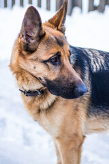 Portrait of a young beautiful german shepherd girl in winter on a background of snow