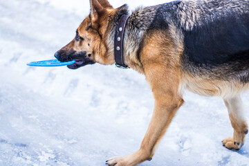 German shepherd playing with a plate of frisbee on the street in winter