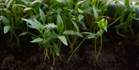 paprika plants in pots on window sill