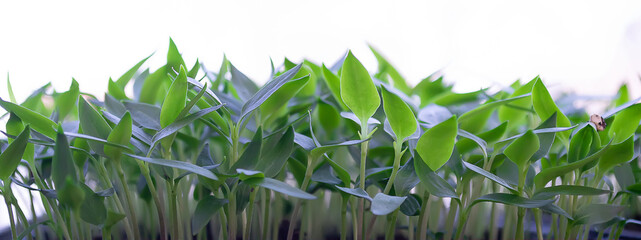 paprika plants in pots on window sill