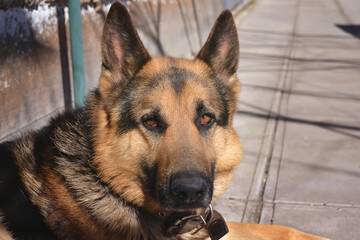 German Shepherd dog on the forest