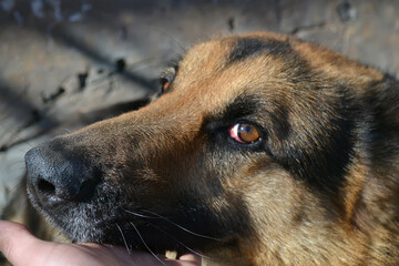 German Shepherd dog on the forest