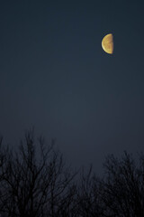 half a moon in the morning sky