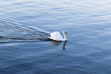 Swan moving quickly across a Norwegian fjørd
