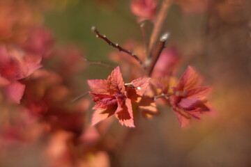 Naklejka na ściany i meble Close up of a blossoming red plant