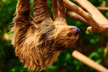 ナマケモノ © sabatora