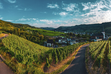 Panoramic view of the Moselle vineyards near Bruttig-Fankel, Germany. .Created from several images to create a panorama image.