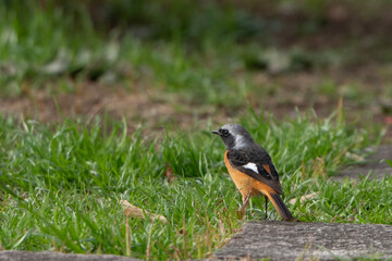 bird on grass