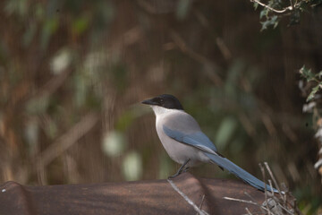 black capped kingfisher