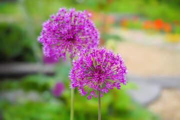 アリウム ギガンチウム Allium giganteum
