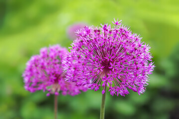 アリウム ギガンチウム Allium giganteum