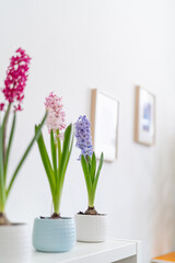 group of beautiful brightly blooming bulbous hyacinths in ceramic pots stand on a light table and green houseplants in a home decor in a bright cozy room. Spring mood. Selective Focus