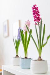 group of beautiful brightly blooming bulbous hyacinths in ceramic pots stand on a light table and green houseplants in a home decor in a bright cozy room. Spring mood. Selective Focus