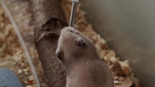 Thirsty Syrian Hamster Drinking Water from the Bottle. View from above.