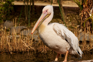 モモイロペリカン