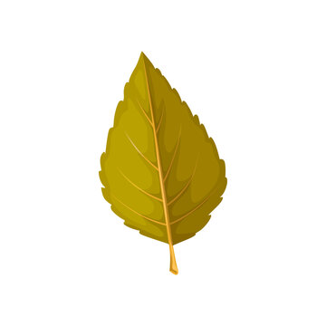 Leaf of autumn tree, elm leaf and fall foliage, vector isolated icon. Dry autumn leaf of elm tree, nature forest and plants leaves