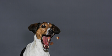 Hund Springt hohe und F&auml;ngt leckerlies