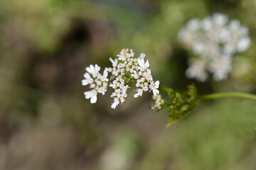 Common coriander flower