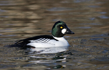 Goldeneye
