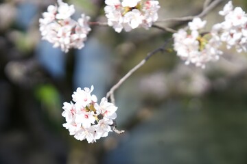 Obraz premium 桜