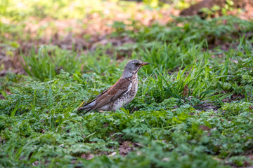 Wood bird Fieldfare, Turdus pilaris, on a sprng lawn.