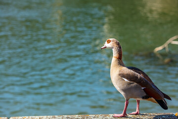 Nilgans