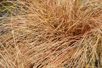 Bronze New Zealand hair sedge