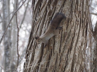 札幌市内で見つけたエゾリス