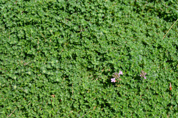 Wild thyme
