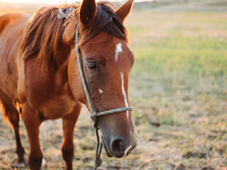 Obraz premium A brown horse grazes on a meadow in a field