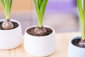 Young bulbous plants, hyacinths in ceramic pots stand on a table in the light wall of the room....