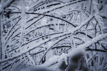 tree branches are covered with a thick ice crust on a frosty winter day