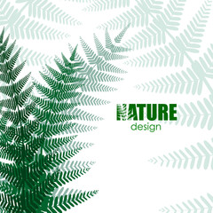 forest concept. fern leaves on the light background