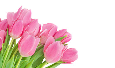 Spring flowers. with pink tulips isolated on white background. .