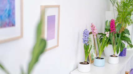 group of beautiful brightly blooming bulbous hyacinths in ceramic pots stand on a light table and green houseplants in a home decor in a bright cozy room. Spring mood. Selective Focus