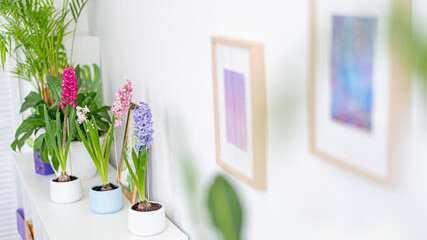 group of beautiful brightly blooming bulbous hyacinths in ceramic pots stand on a light table and green houseplants in a home decor in a bright cozy room. Spring mood. Selective Focus