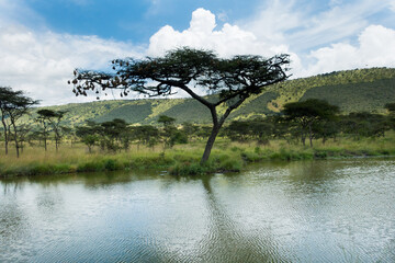 Landscape in the Akagera National Park, Rwanda, Africa