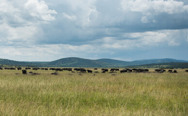 Buffalos in the Akagera National Park, Rwanda, Africa