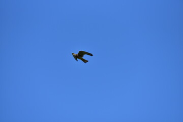 Im Anflug
