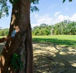 Fototapeta premium Close-up of a hand of a man wearing a Covid19 mask, leaning against a tree trunk. In the background a natural park in Mexico, and the blue sky.
