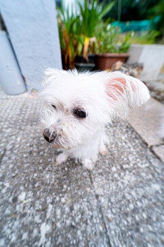 perrita tranquila