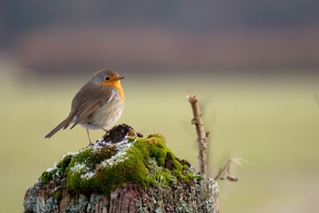 Robin standing on a tree stump covered with moss and some snow flakes