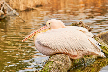 モモイロペリカン