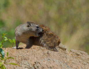 Rock Hyrax