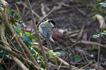 Great Tit perched on a branch