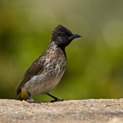 Common Bulbul